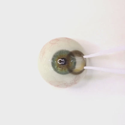 Latte Greige For astigmatism｜ M1726
