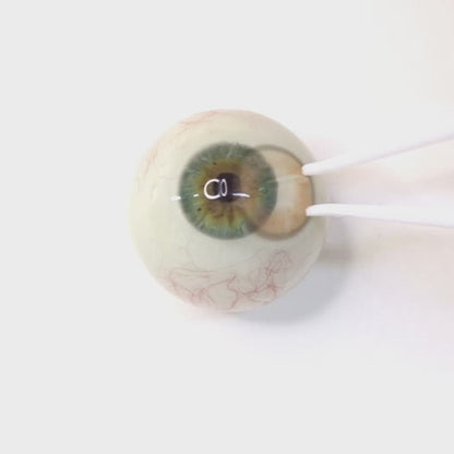 Peach Chiffon for Astigmatism ｜ M1884