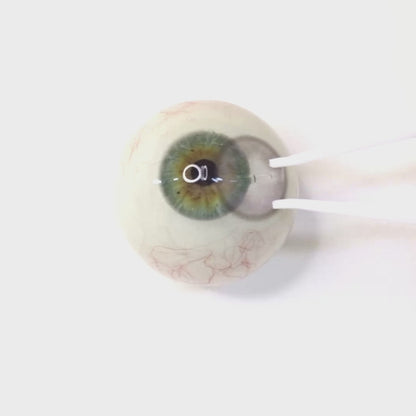 Lavender Ice for astigmatism | M1883
