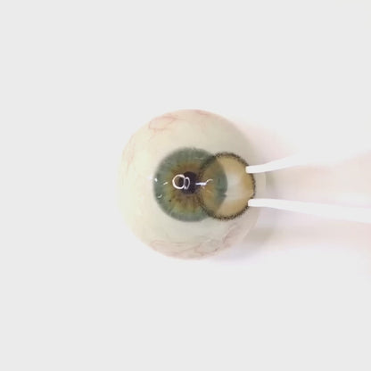 Cream Donut for Astigmatism | M1662
