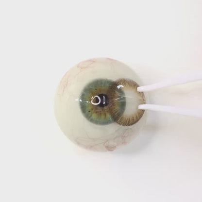 Chiffon Chocolate for Astigmatism | M1436