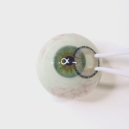 Sketch Greige for Farsightedness | F1552