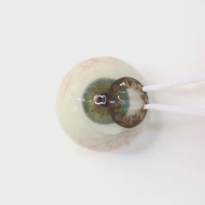 Sapphire Royal Brown for Farsightedness | F428