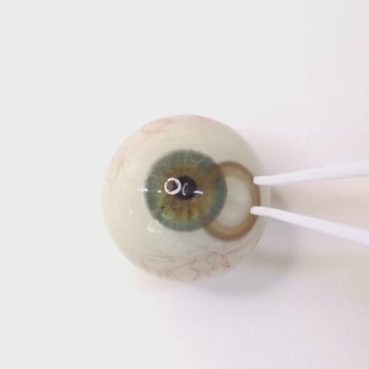 Hue Brown  for Farsightedness ｜F292