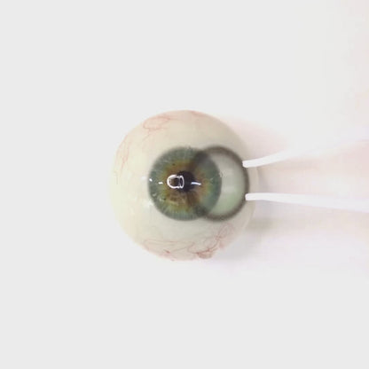 Olive Ash for astigmatism | M1725