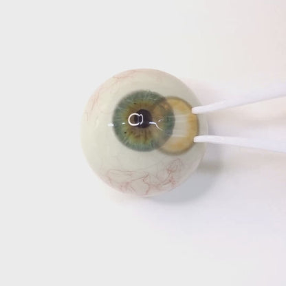 Honey Hazel for astigmatism ｜ M1882