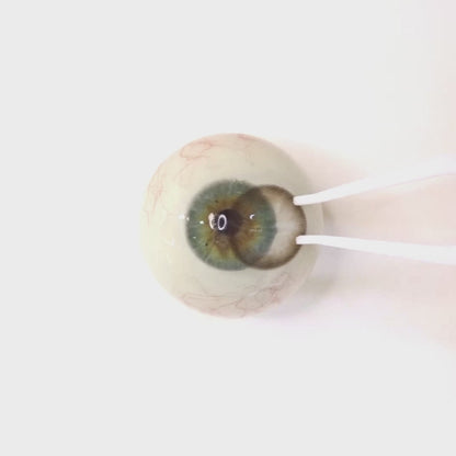 Cacao Chiffon for Astigmatism ｜ M1665