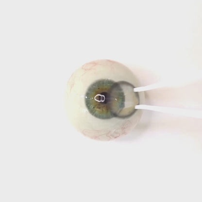 Ash Brownie for astigmatism | M1698