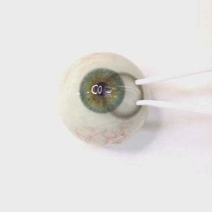 Sunny Daisy for astigmatism | M1905