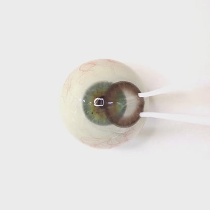 Sunny Marron for astigmatism | M1639
