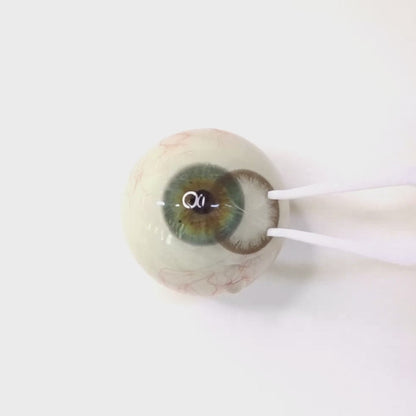 Oat Latte for astigmatism ｜M1275