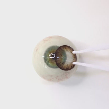 Maple Choco for Astigmatism | M1270