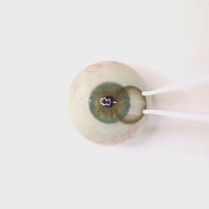 Champagne Beige for astigmatism ｜ M1664
