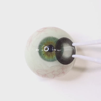 Smoky Muse for Farsightedness  ｜ F538