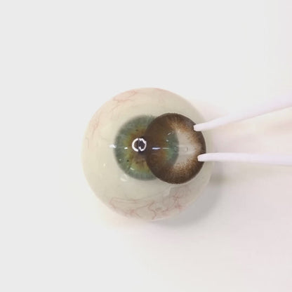Pure Brown for Farsightedness | F288